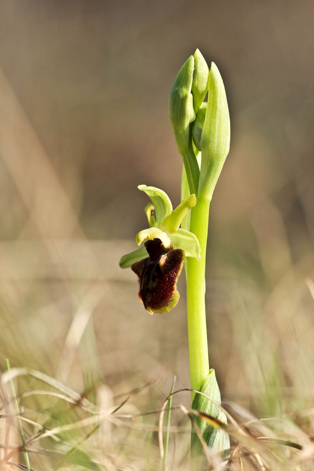 Ophrys sphegodes